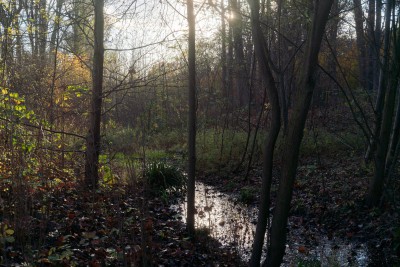 Wittringer Mühlenbach durch den Wittringer Wald