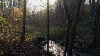 Wittringer Mühlenbach durch den Wittringer Wald