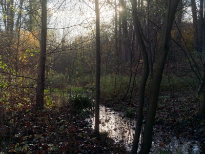 Wittringer Mühlenbach durch den Wittringer Wald