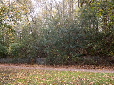 große Steinhalde, Blick auf kleinen Fußweg mit Bäumen und Büschen