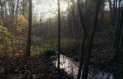 Wittringer Mühlenbach durch den Wittringer Wald